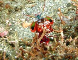 Not from outer space - mantis shrimp from Lembeh Strait by Dale Treadway 